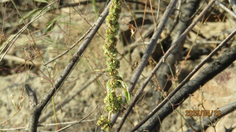 Amaranthus urceolatus photo 5