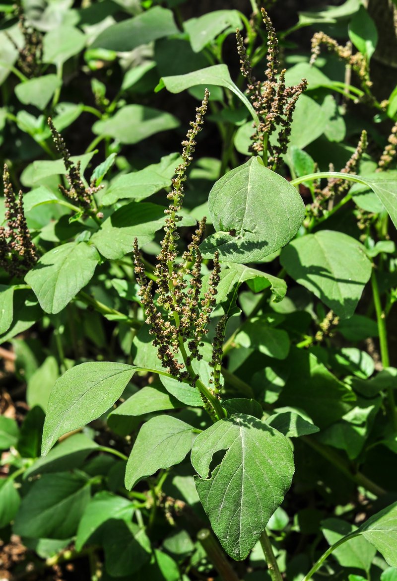 Slender Amaranth