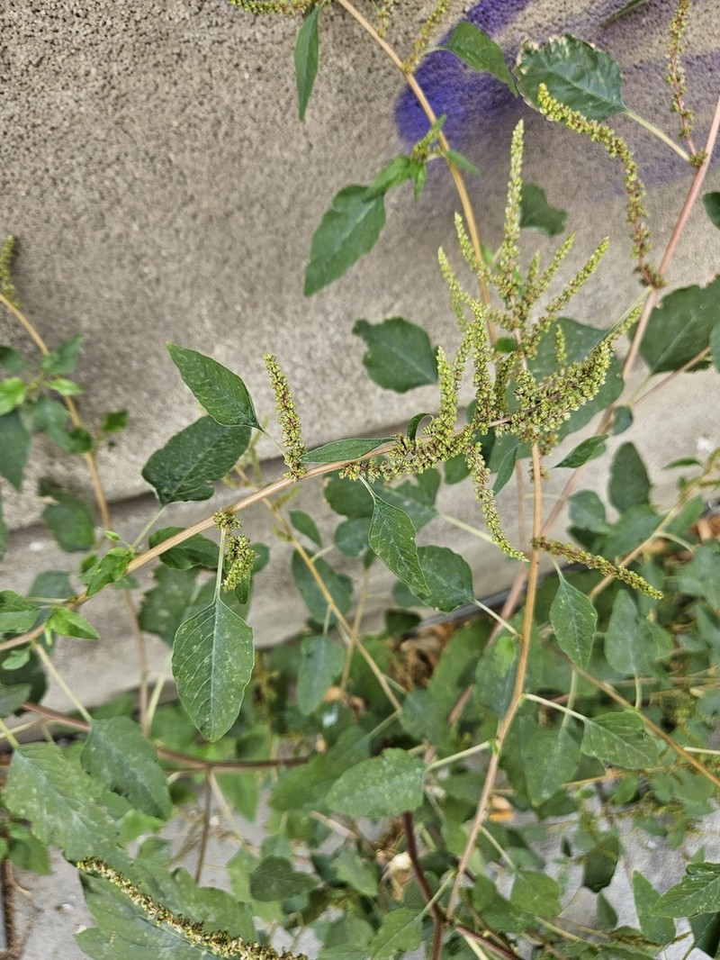 Slender Amaranth photo 2