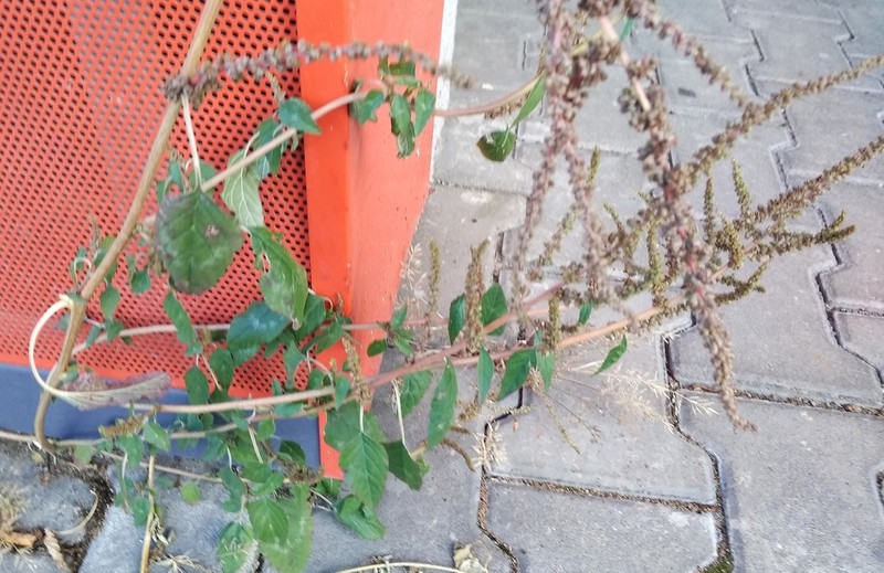 Slender Amaranth photo 3