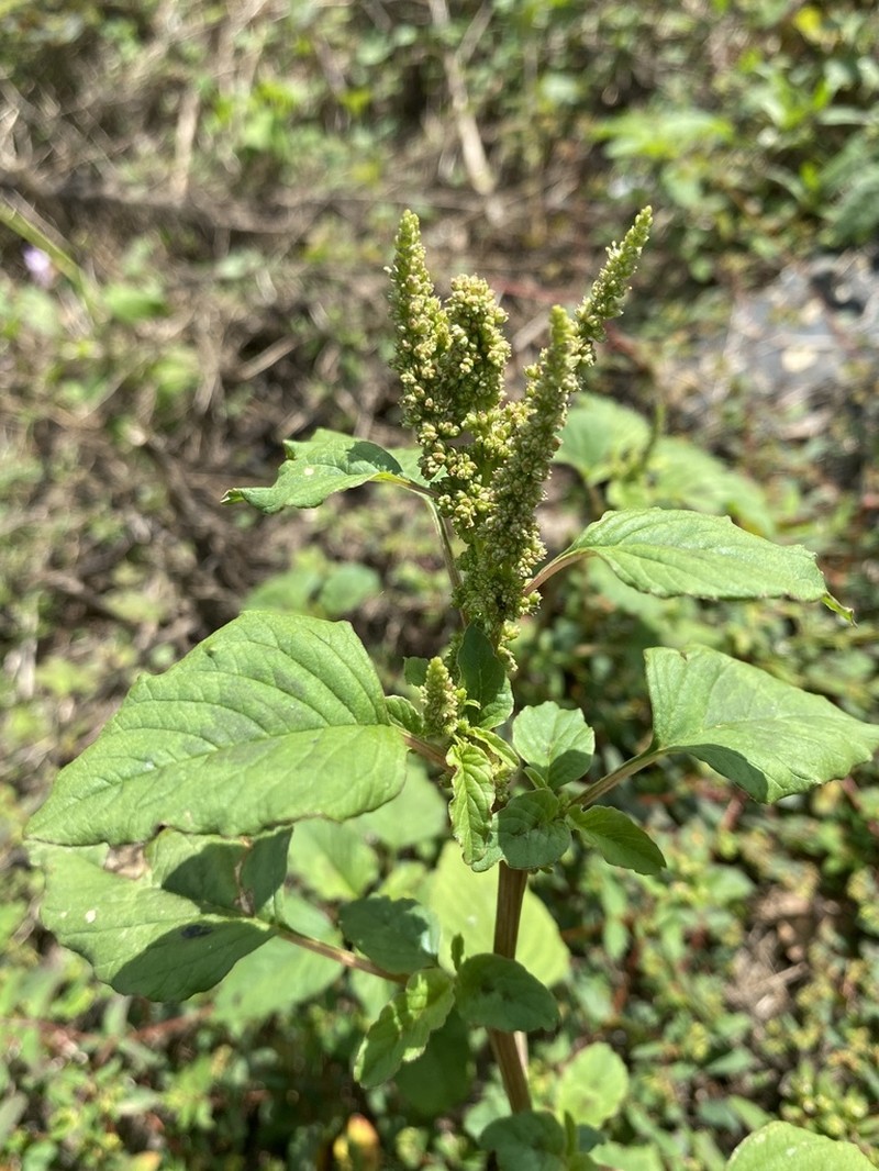 Slender Amaranth photo 4