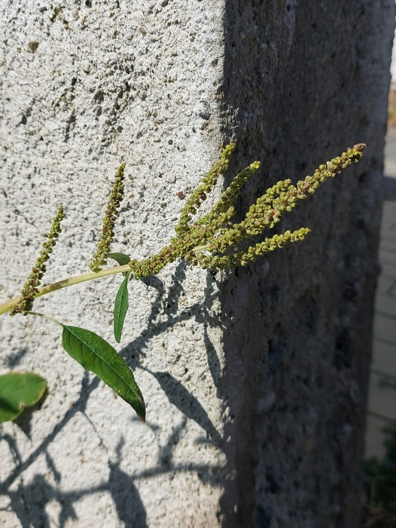 Slender Amaranth photo 6