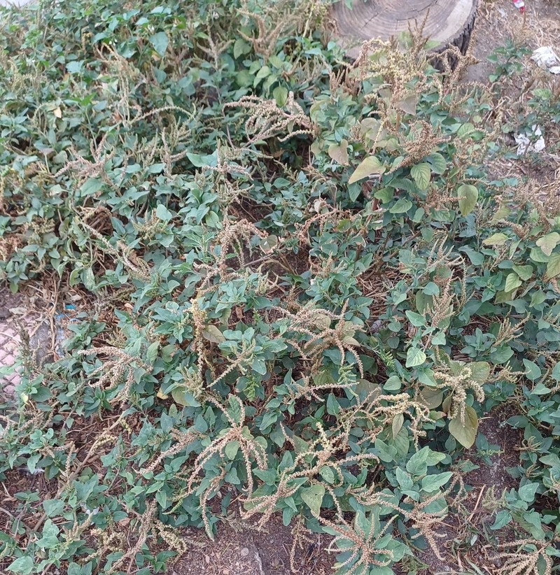 Slender Amaranth photo 7