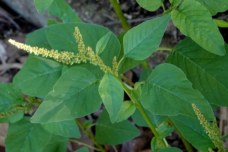 Slender Amaranth photo 8
