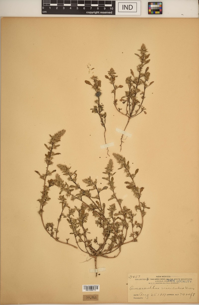 Amaranthus viscidulus