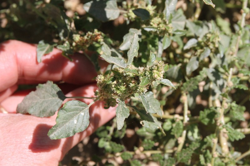 Amaranthus vulgatissimus
