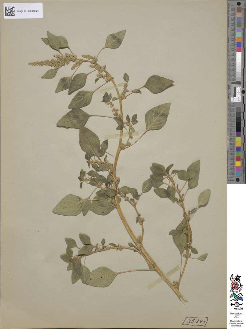 Amaranthus vulgatissimus photo 4