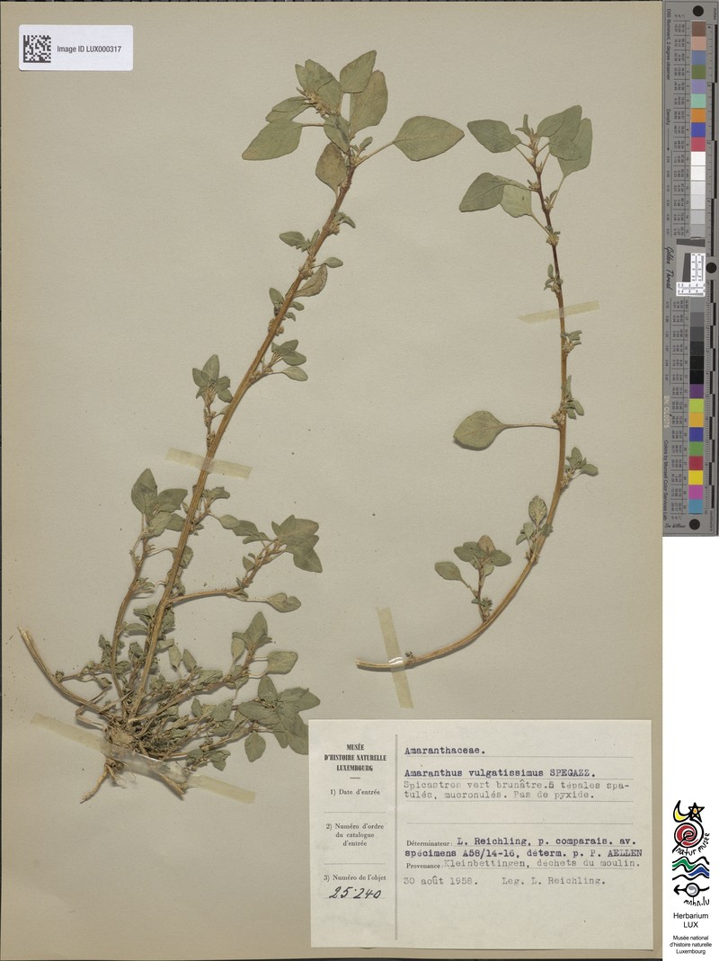 Amaranthus vulgatissimus photo 5