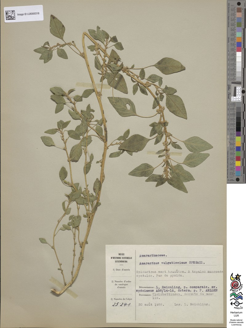 Amaranthus vulgatissimus photo 6