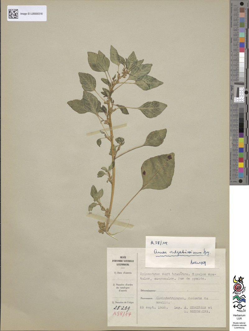 Amaranthus vulgatissimus photo 7