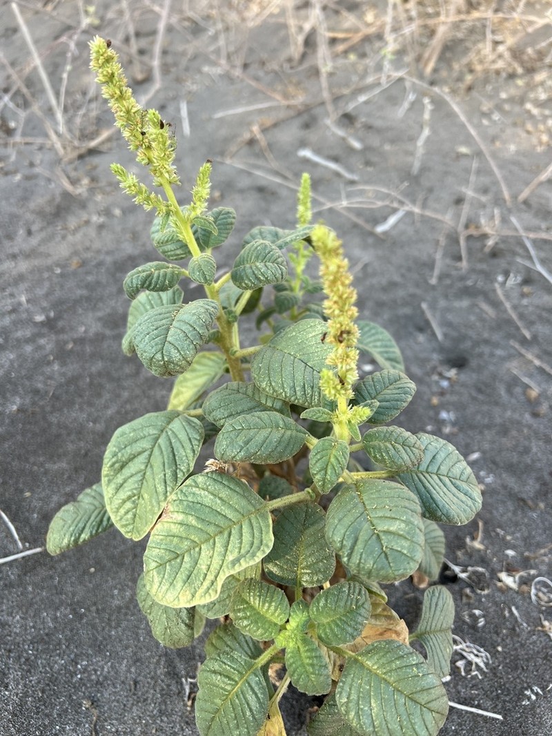 Watson's Amaranth photo 2