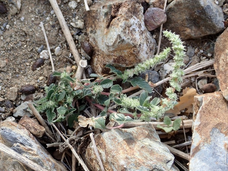 Watson's Amaranth photo 3