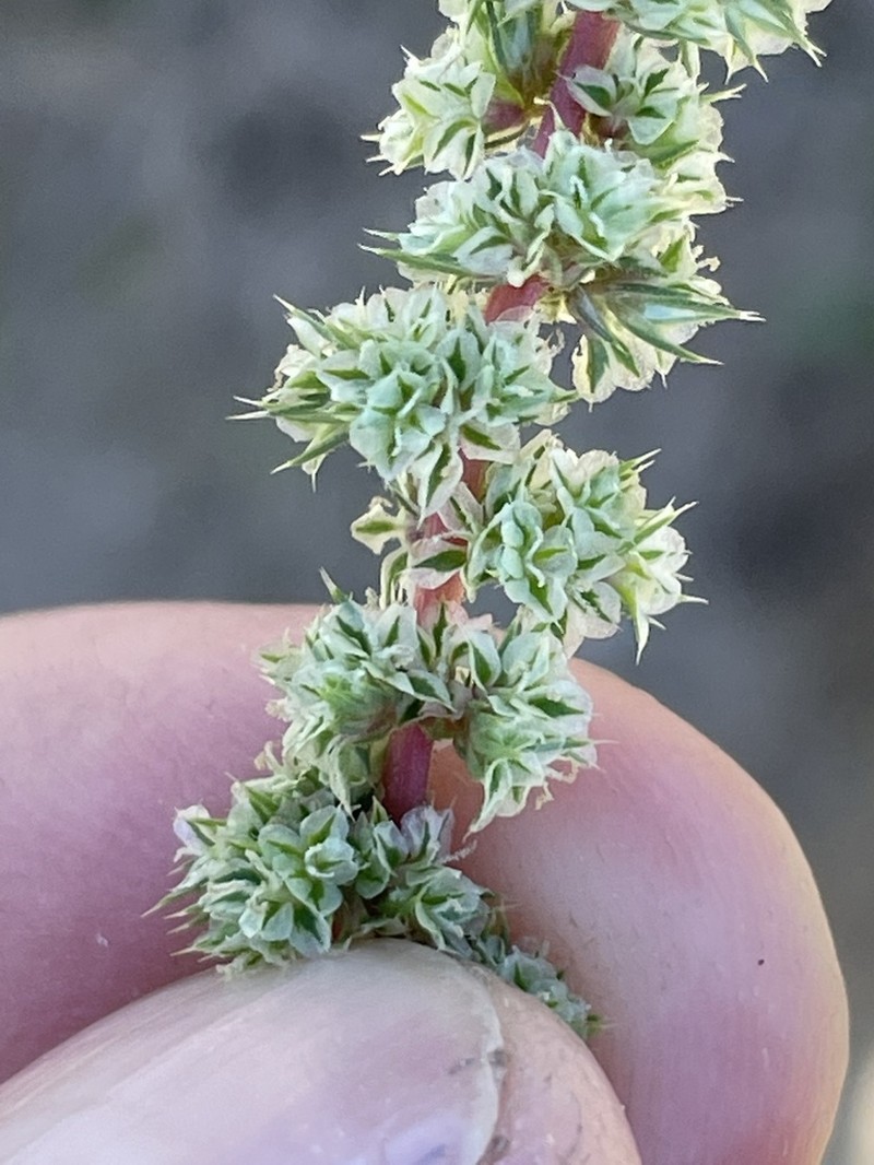 Watson's Amaranth photo 4