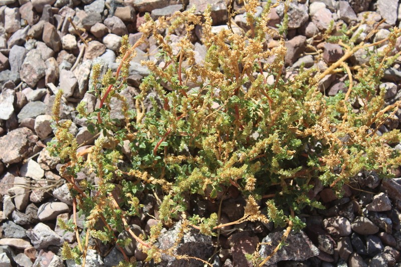 Watson's Amaranth photo 5