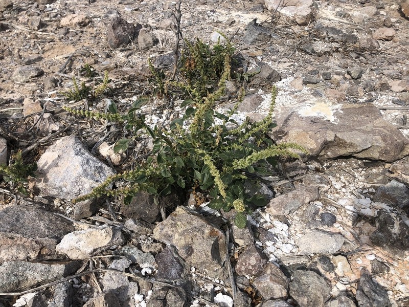 Watson's Amaranth photo 6