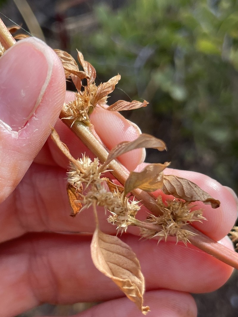 Watson's Amaranth photo 7