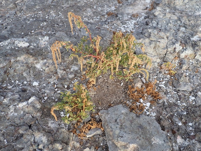 Watson's Amaranth photo 8