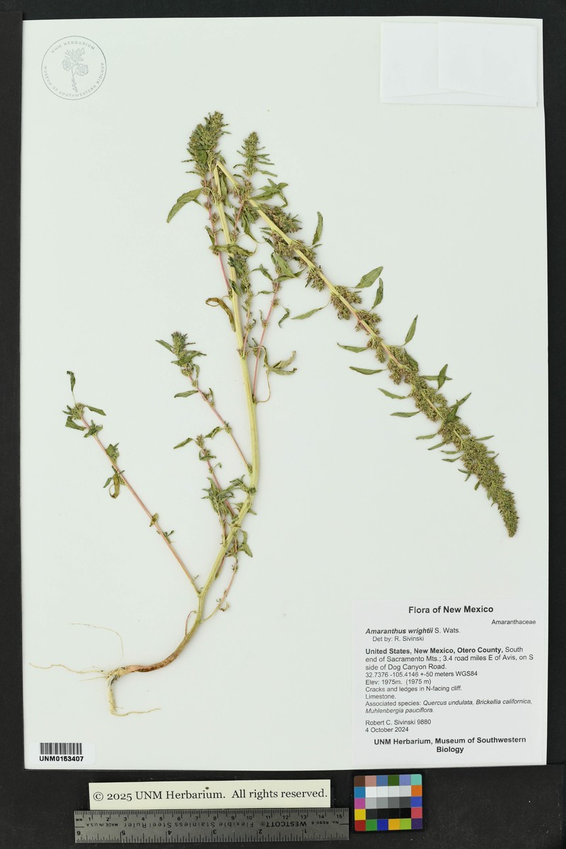 Wright's Amaranth photo 2