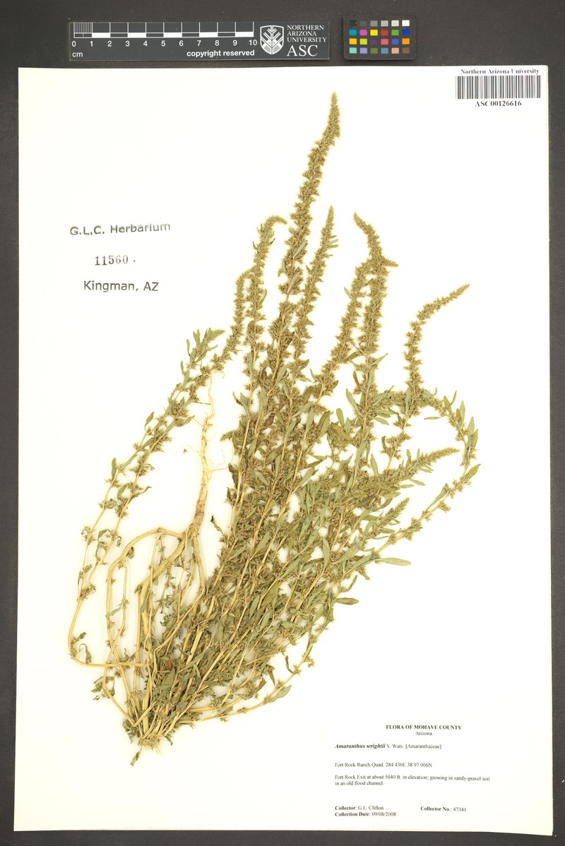 Wright's Amaranth photo 3
