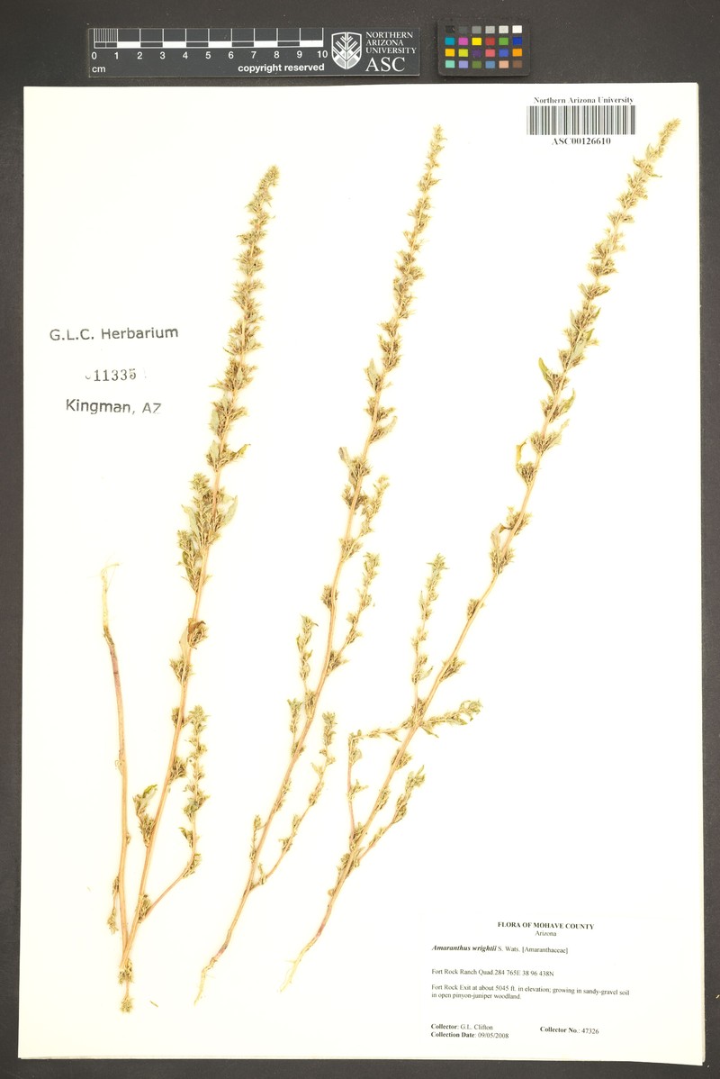 Wright's Amaranth photo 4