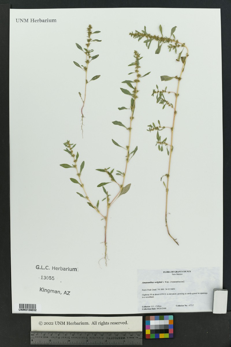 Wright's Amaranth photo 5