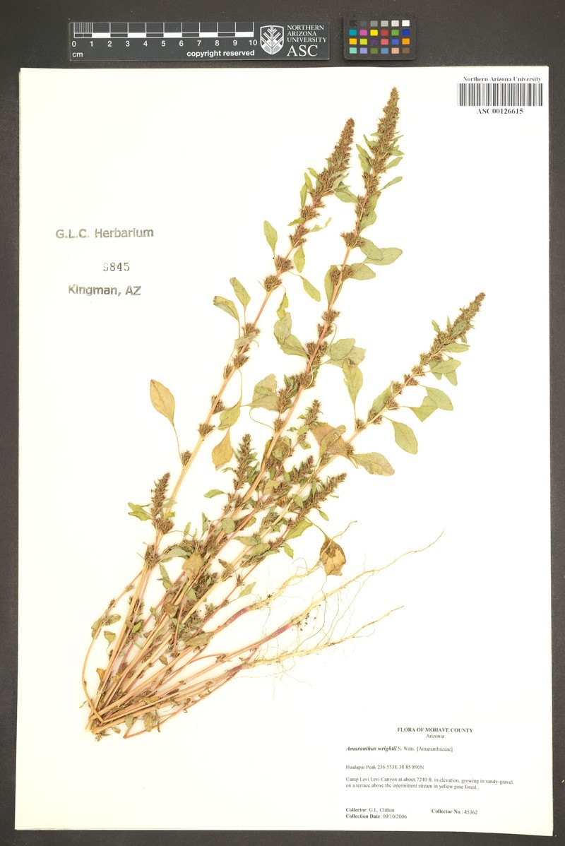Wright's Amaranth photo 6