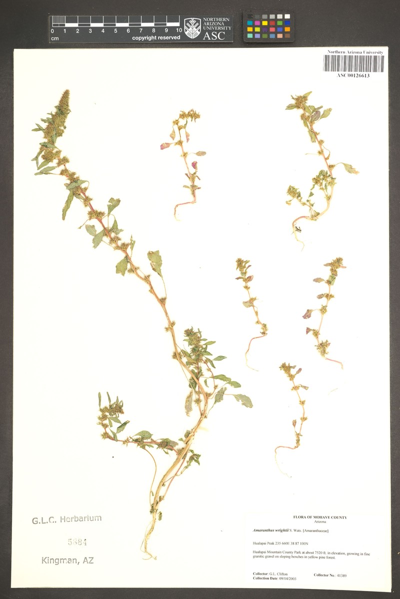 Wright's Amaranth photo 7