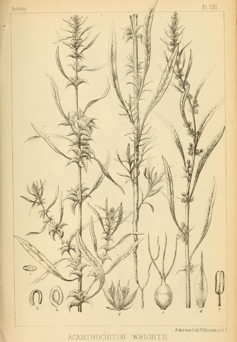Wright's Amaranth