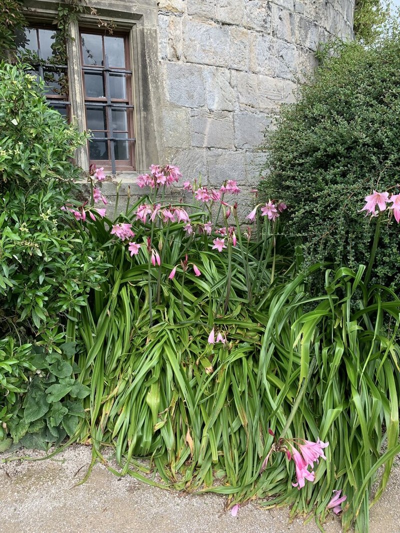 Belladonna Lily photo 2