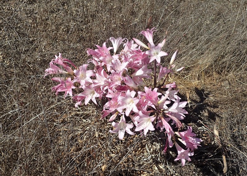 Belladonna Lily photo 3
