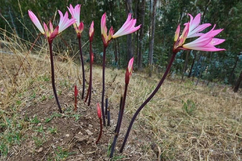 Belladonna Lily photo 5