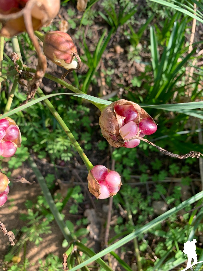 Belladonna Lily photo 6