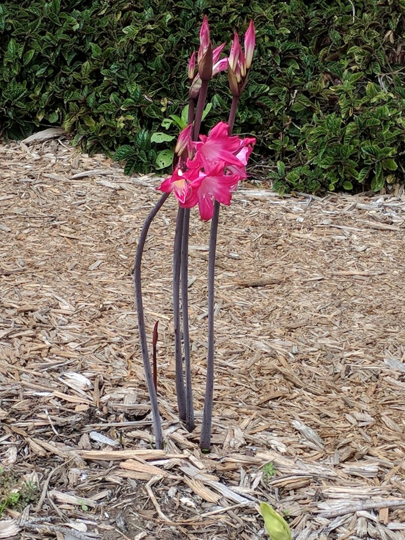 Belladonna Lily photo 7