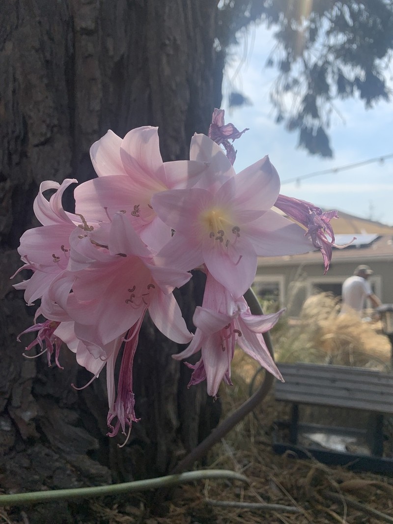 Belladonna Lily photo 8
