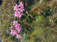 Belladonna Lily