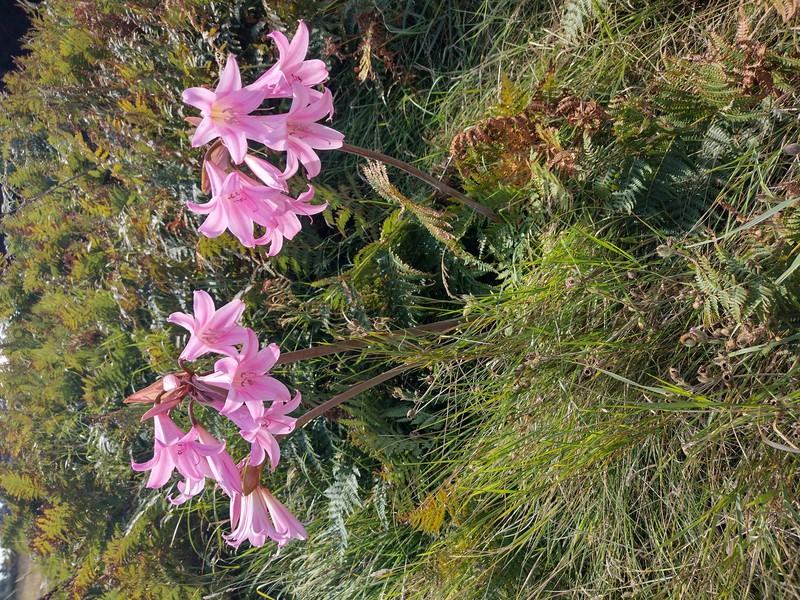 Belladonna Lily