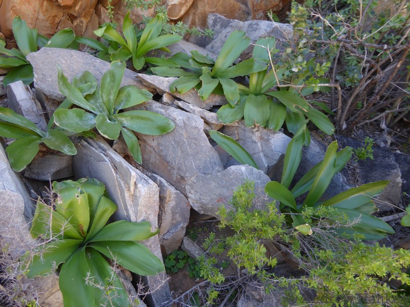 Amaryllis paradisicola