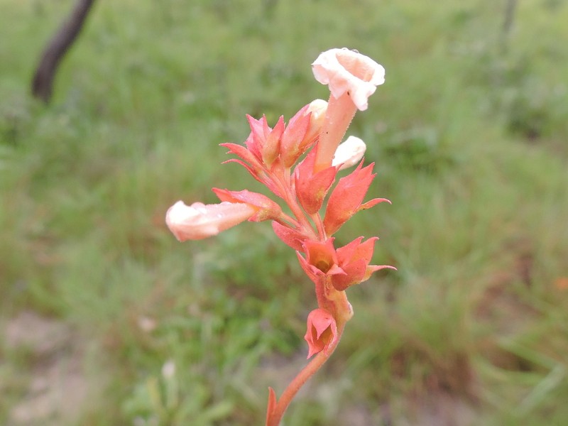 Amasonia angustifolia