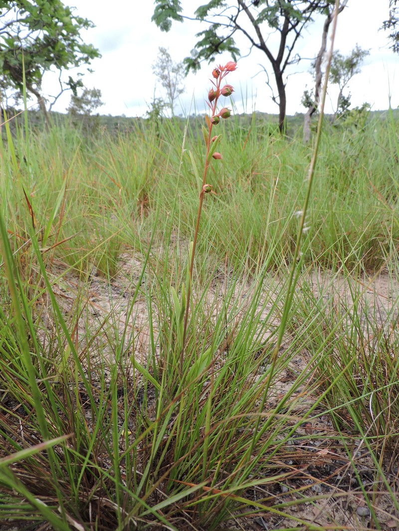 Amasonia angustifolia photo 2