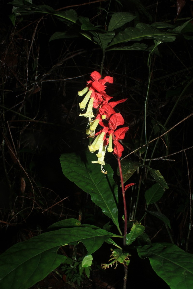 Amasonia arborea