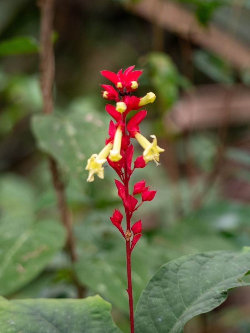 Amasonia arborea photo 2