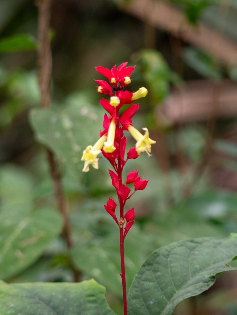 Amasonia arborea photo 3