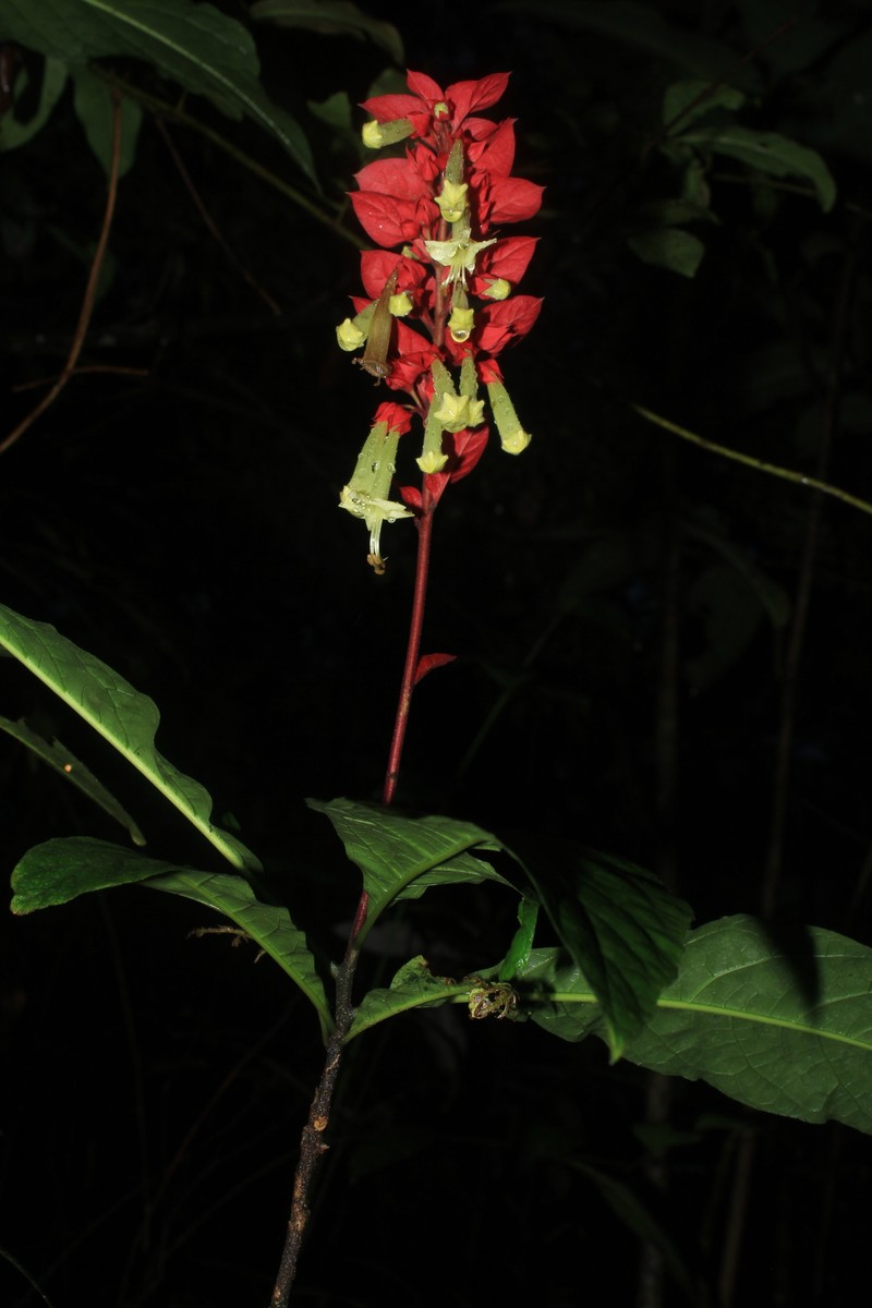 Amasonia arborea photo 4