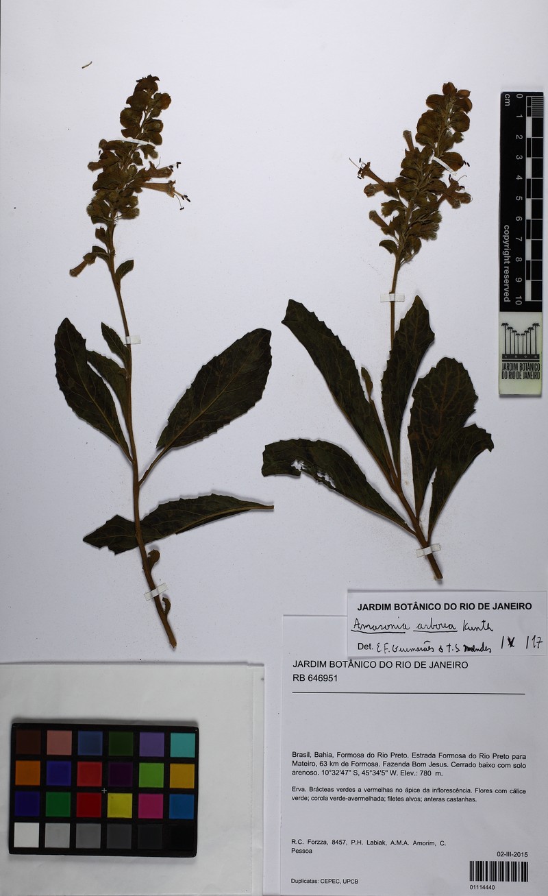 Amasonia arborea photo 5