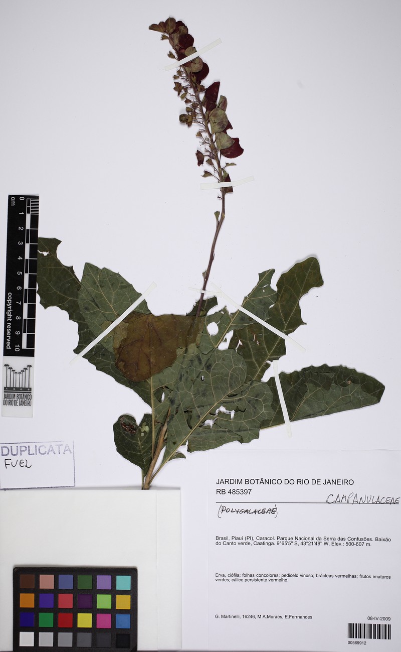 Amasonia arborea photo 6