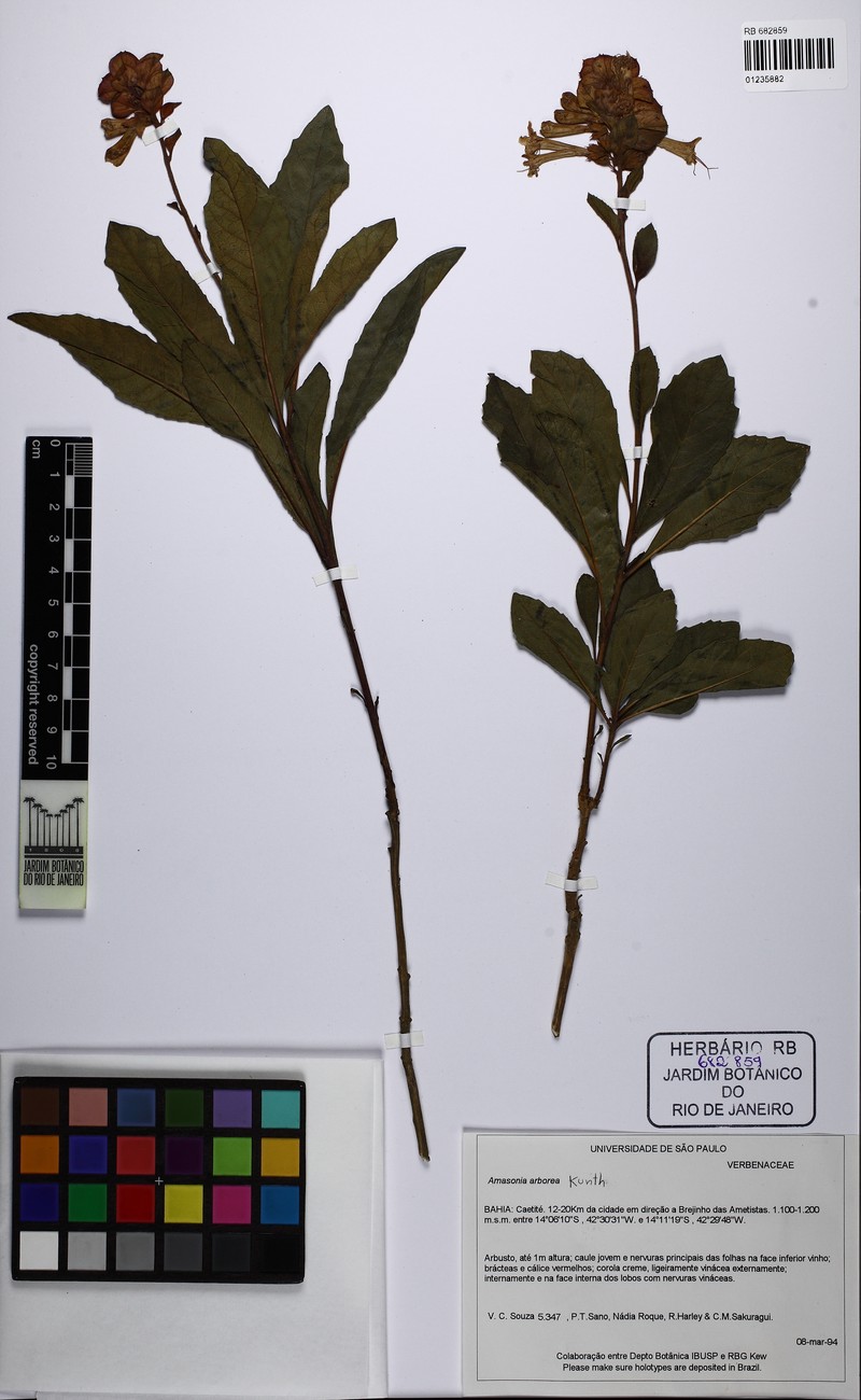 Amasonia arborea photo 7
