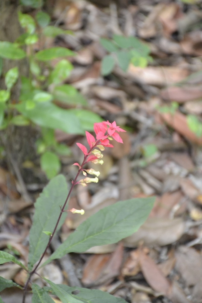 Amasonia calycina