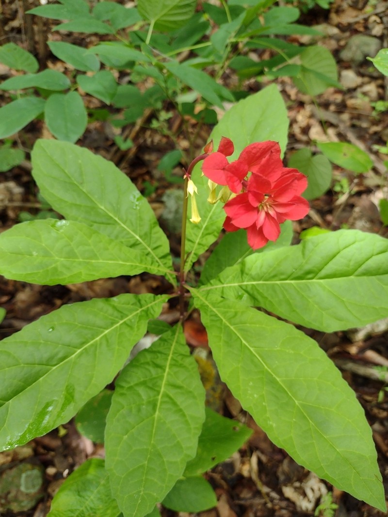 Amasonia calycina photo 2