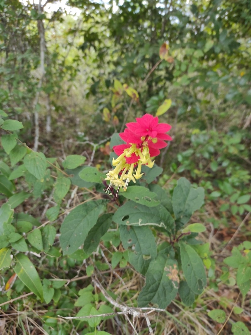 Amasonia calycina photo 3
