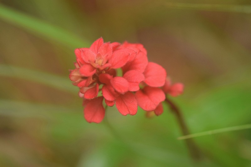 Amasonia calycina photo 4